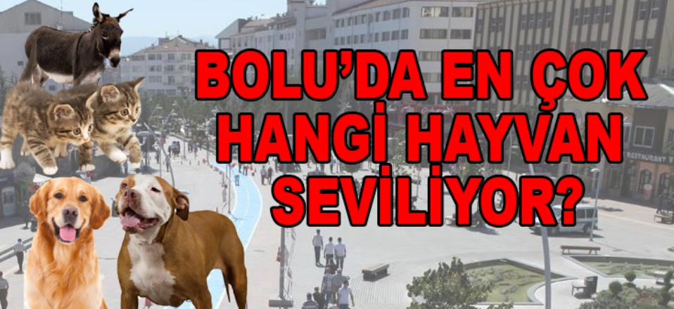 Türkiyede en sevilen hayvan verileri belli oldu Bolu Takip Gazetesi