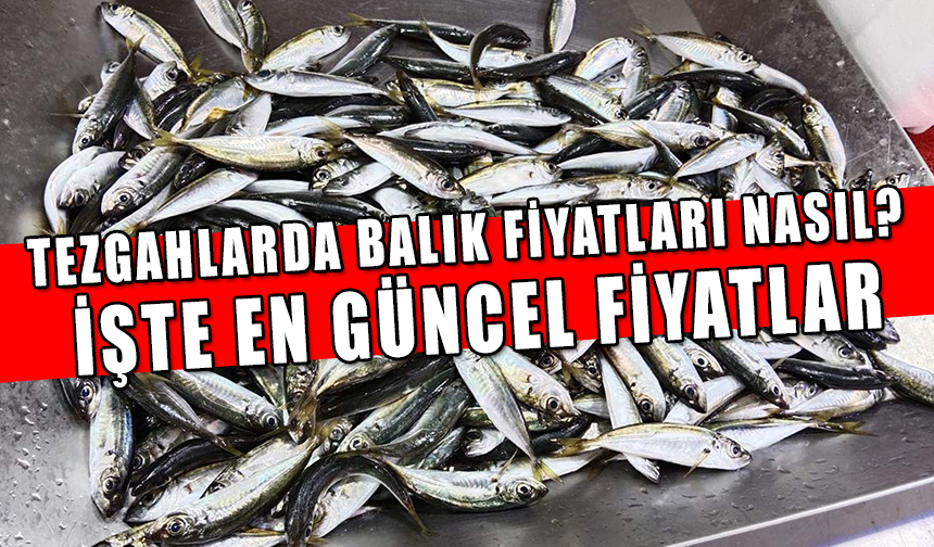 TEZGAHLARDA BALIK FİYATLARI NASIL İŞTE EN GÜNCEL FİYATLAR Bolu Takip