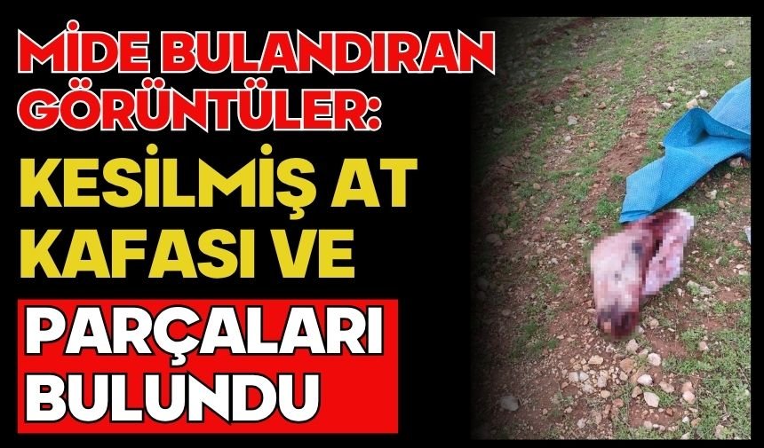 Mide bulandıran görüntüler: Kesilmiş at kafası ve parçaları bulundu