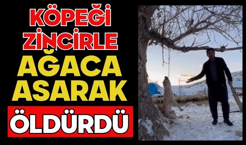 Köpeği zincirle ağaca asarak öldürdü
