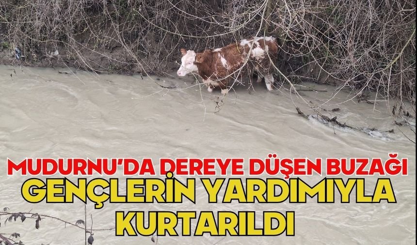 Mudurnu’da Dereye Düşen Buzağı Gençlerin Yardımıyla Kurtarıldı
