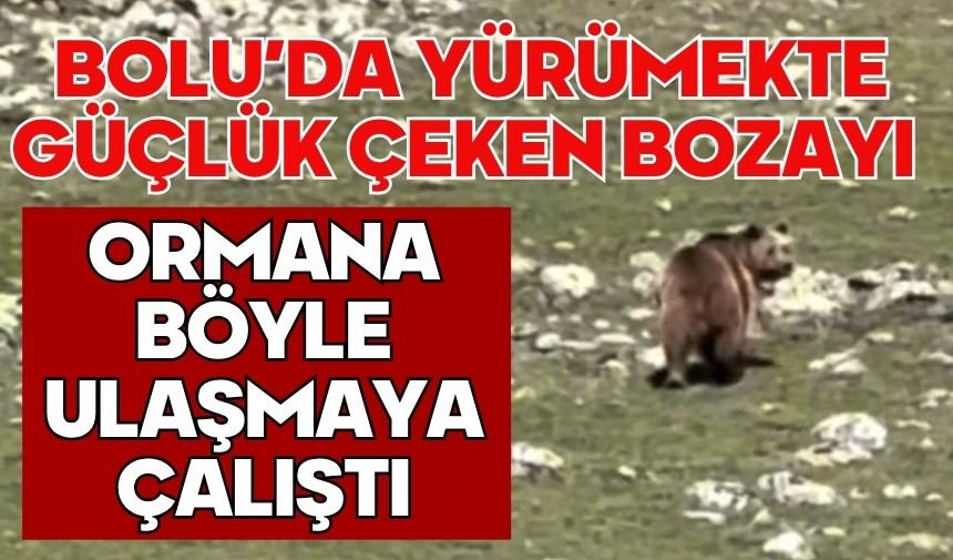 Bolu'da yürümekte güçlük çeken bozayı ormana böyle ulaşmaya çalıştı
