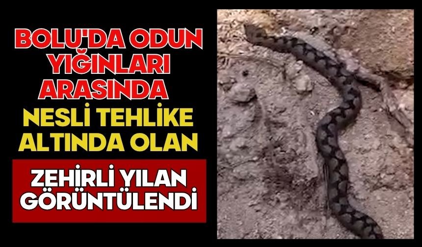 Bolu'da odun yığınları arasında nesli tehlike altında olan zehirli yılan görüntülendi