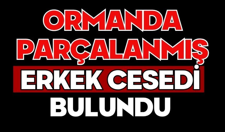 Ormanda parçalanmış erkek cesedi bulundu