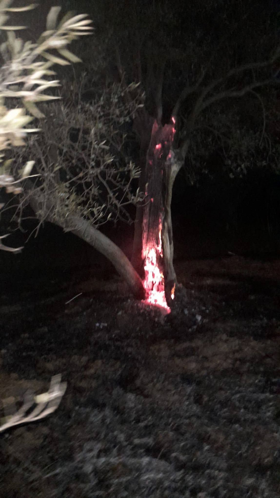 Burhaniye'de ot yangını bekçilerin dikkati sayesinde büyümeden önlendi