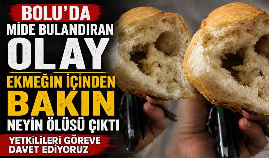 Bolu'da mide bulandıran olay! Ekmeğin içinden ölü hamam böcekleri çıktı