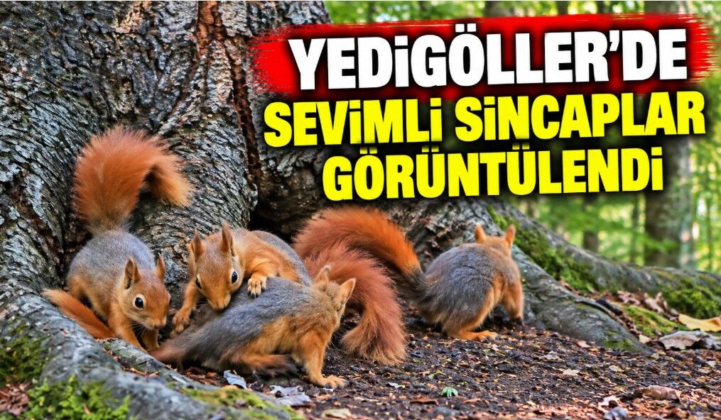 Yedigöller'de sevimli sincaplar görüntülendi
