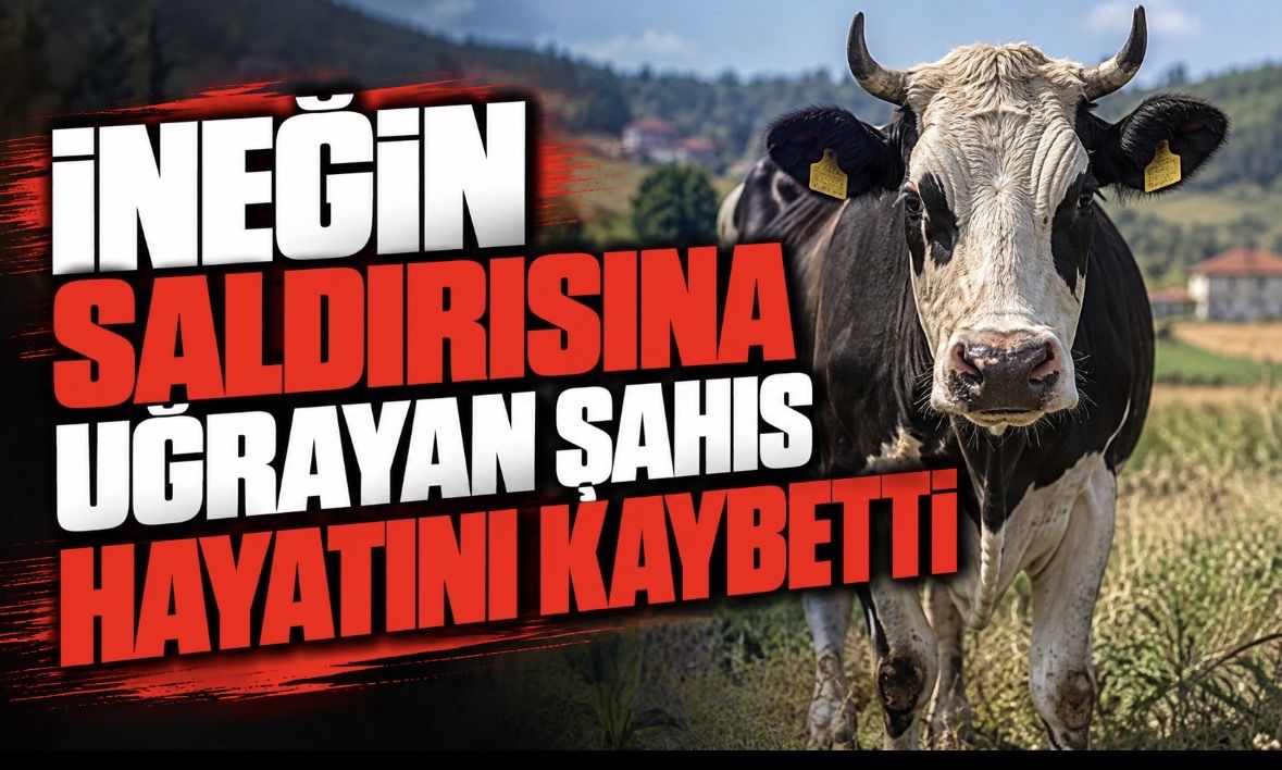 İneğin saldırısına uğrayan şahıs hayatını kaybetti