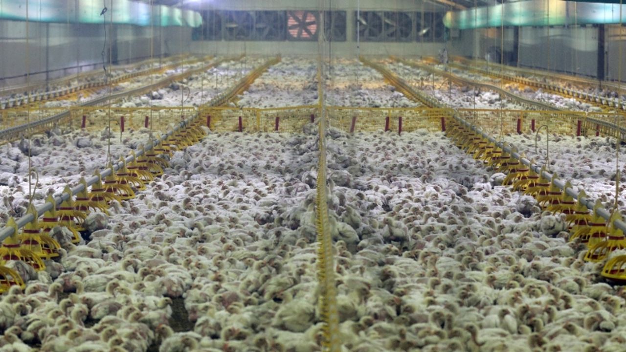 Tavuk üreticileri elektrik ihtiyacını güneş enerjisinden karşılıyor