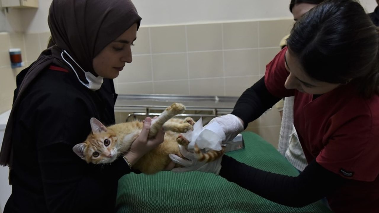 OMÜ Veteriner Fakültesi Hayvan Hastanesinde iki yılda 35 bin 933 hayvan tedavi edildi