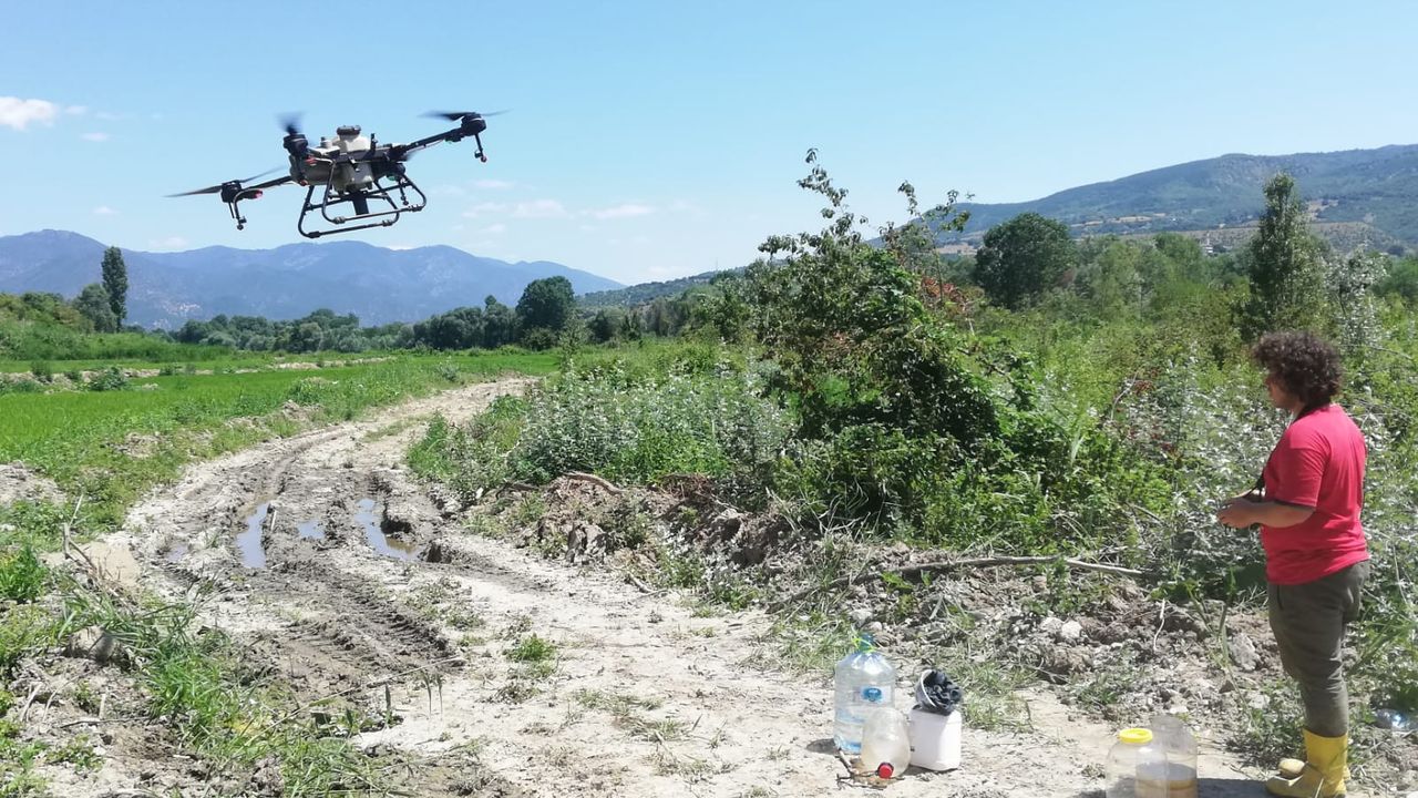 Hanönü'de İlçe Tarım ve Orman Müdürlüğünün ektiği çeltik tarlaları dronla ilaçlandı