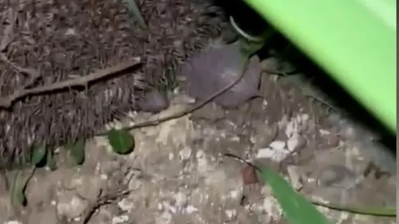 Kuyuda mahsur kalan kirpi ile yavrularını evin sahibi kurtardı