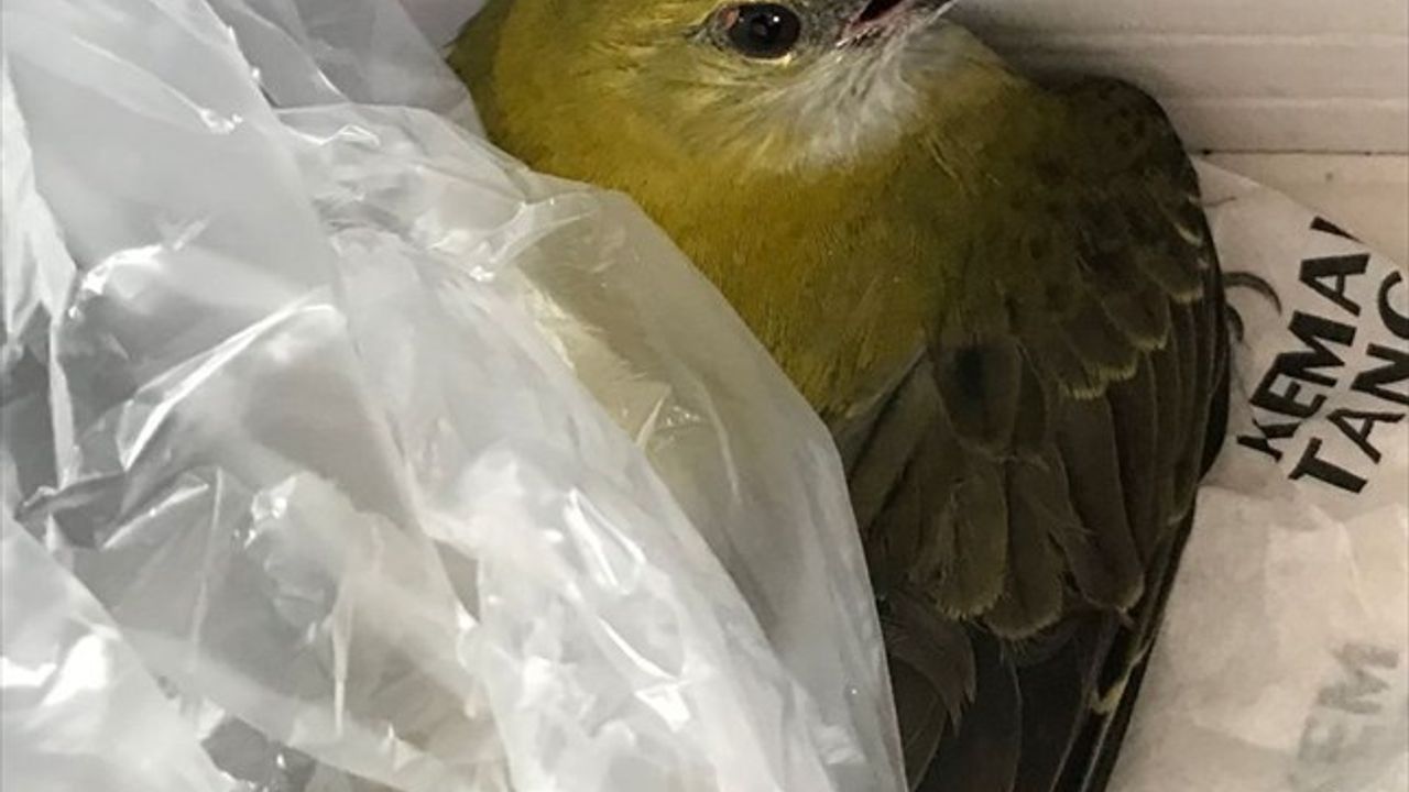 Karabük'te yaralı bulunan sarıasma kuşu tedaviye alındı
