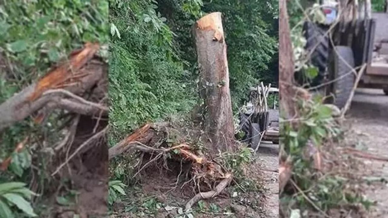 Kastamonu'da ağaç keserken yaralanan kişi tedavi altına alındı