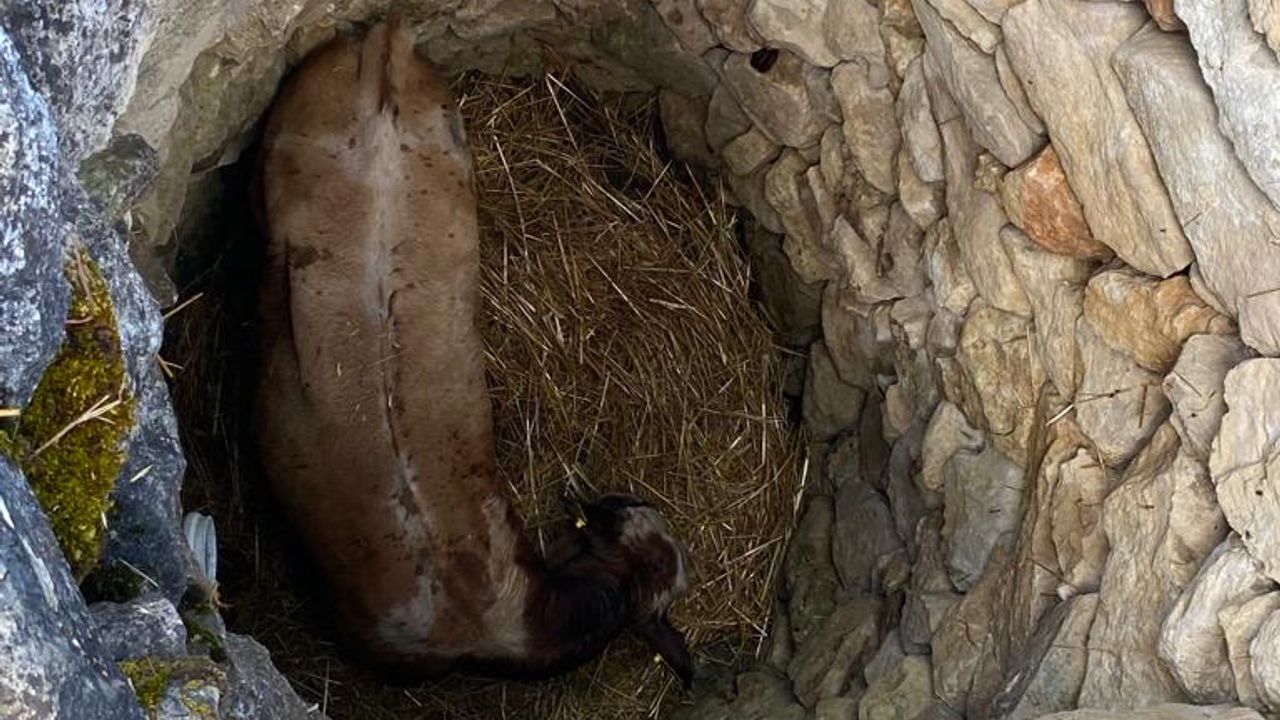 4 gün kuyuda mahsur kalan büyükbaş hayvan kurtarıldı