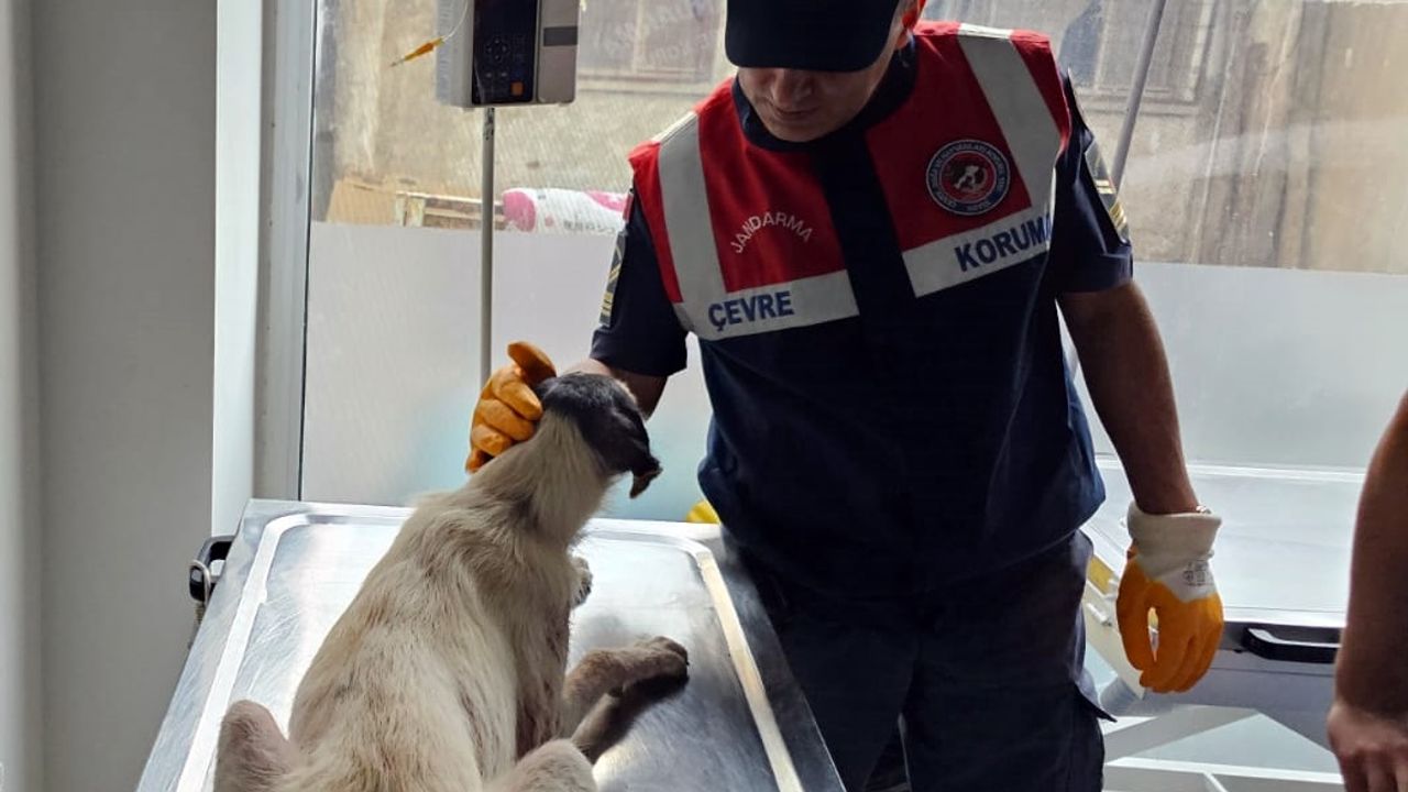 Sinop’ta yaralı olarak bulunan sahipsiz köpek jandarma ekiplerince tedavi ettirildi