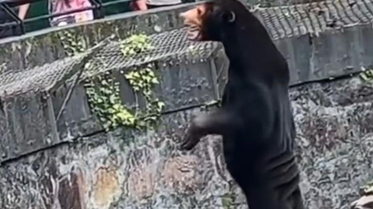 Hayvanat bahçesi insanları ikna etmeye çalışıyor: Ayılarımız insan değil, ayı