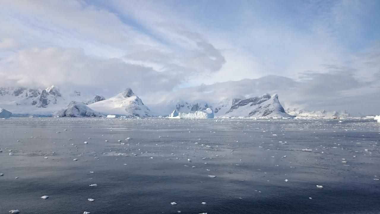 Antarktika'da 20 kollu 'çilek benzeri' şekle sahip deniz canlısı keşfedildi