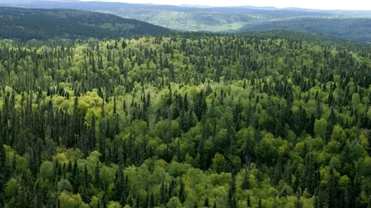 Ankara, İzmir ve Zonguldak'taki bazı alanlar orman sınırları dışına çıkarıldı