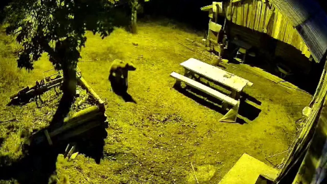 Armut ağacına çıkarak karınlarını doyuran ayılar kameraya yansıdı