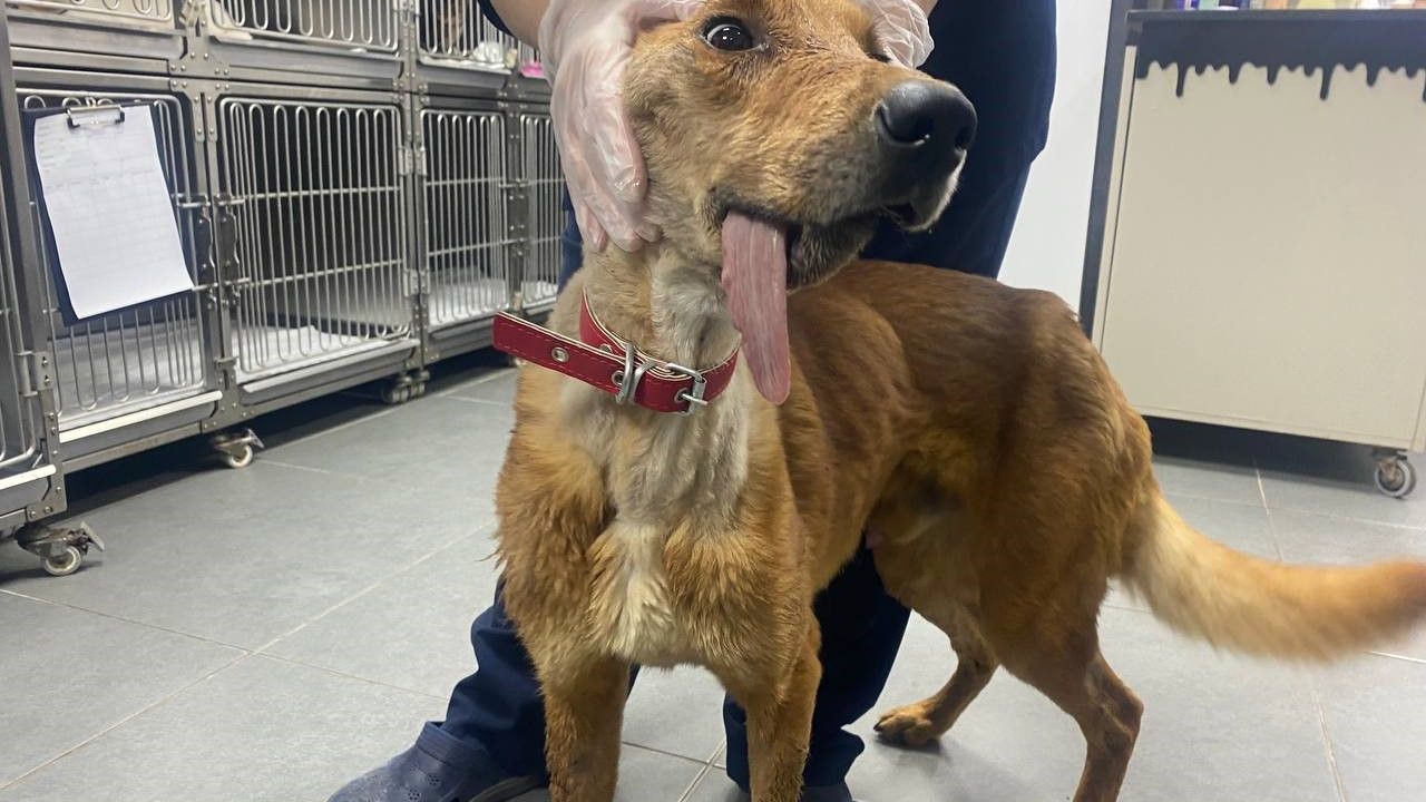 Alt çenesi alınan köpek ameliyatla hayata tutundu