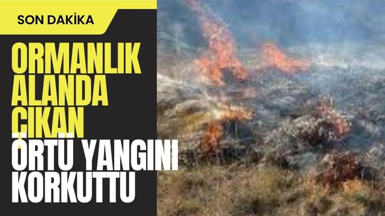 Bolu'da ormanlık alanda çıkan örtü yangını korkuttu