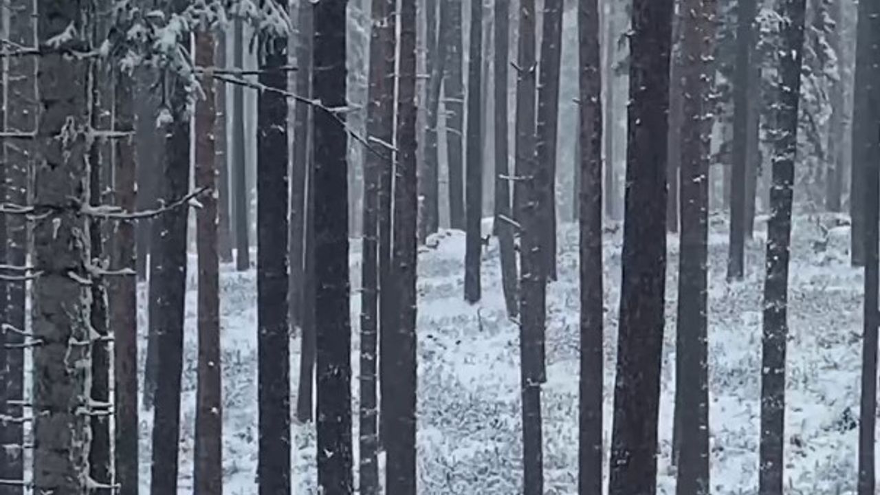 Sinop ormanlarında karacalar görüntülendi
