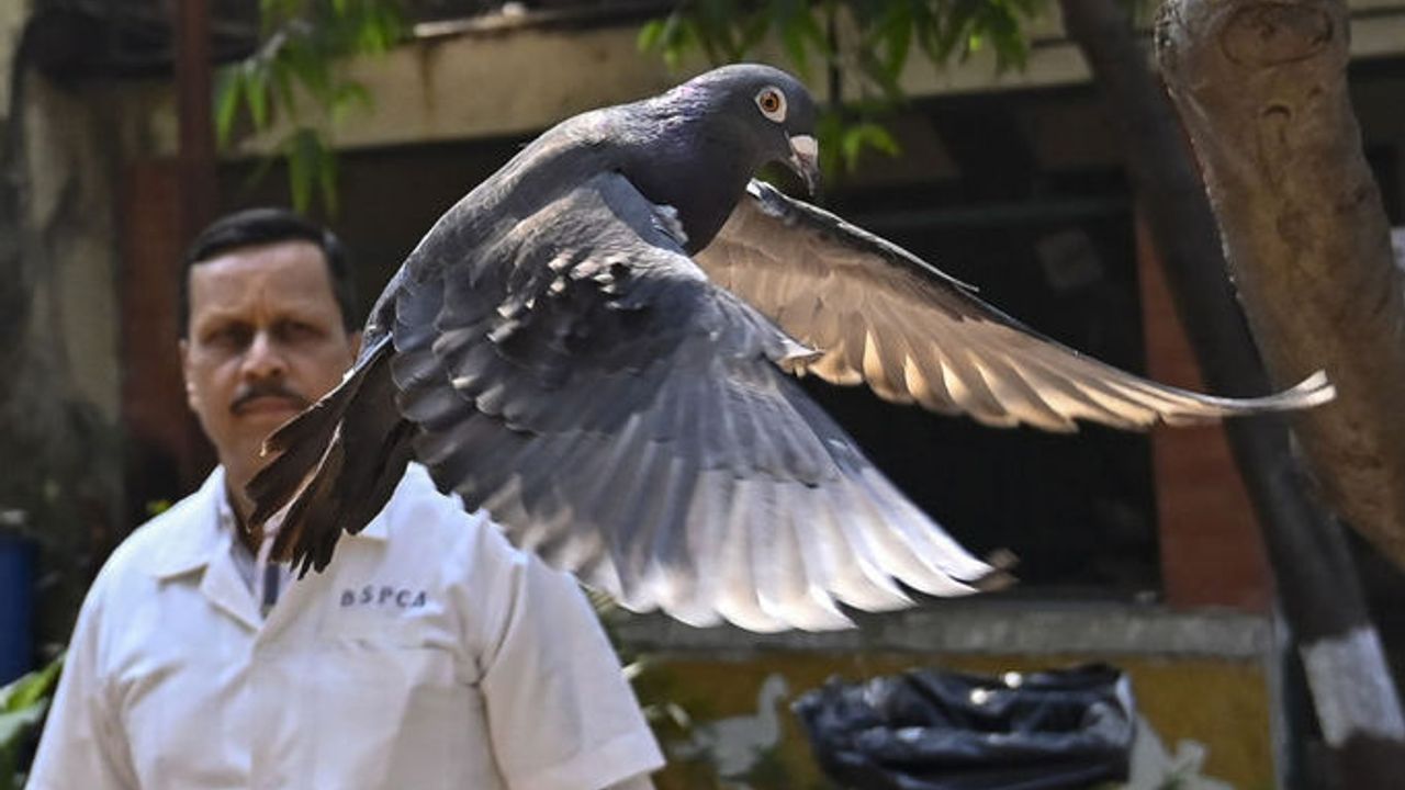 Casuslukla suçlanan güvercini 8 ay sonra serbest bıraktılar