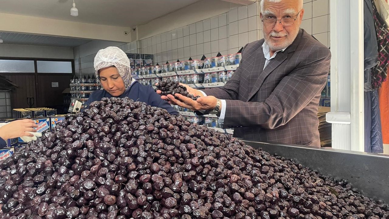 Her 6 sofralık zeytinden birini Bursa ve Balıkesir üretecek