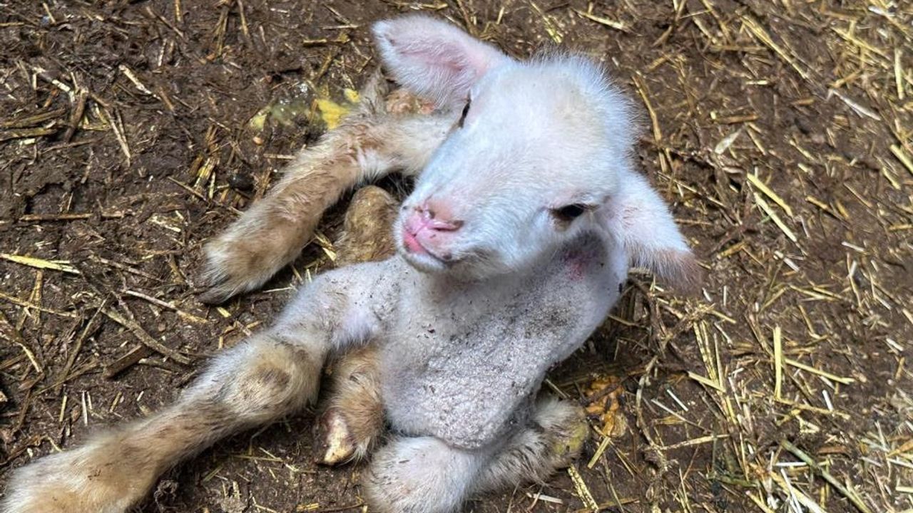 Annesi ve kardeşleri ölen kuzunun yürek burkan hikayesi