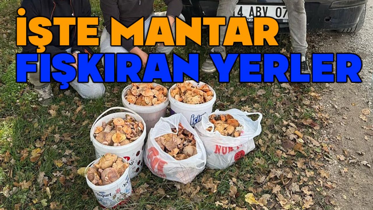 Bolu'da kilolarca mantar topladılar, işte mantar fışkıran yerler
