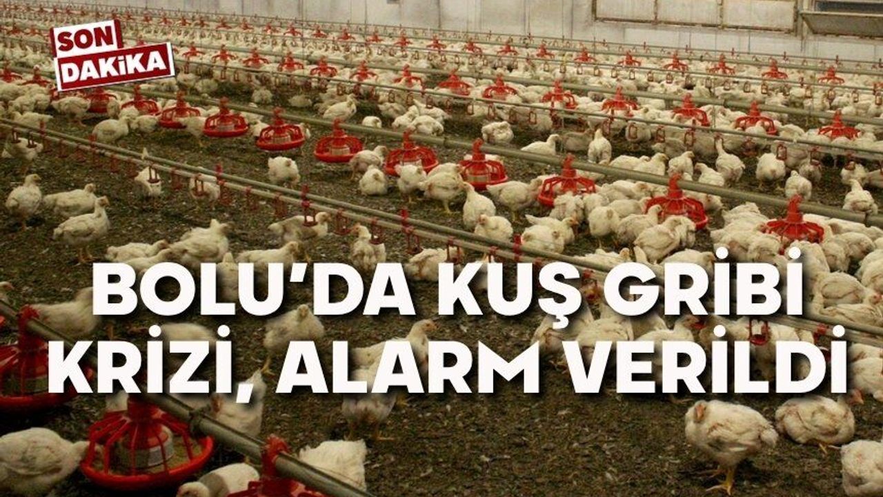 Bolu'da kuş gribi krizi, alarma geçildi
