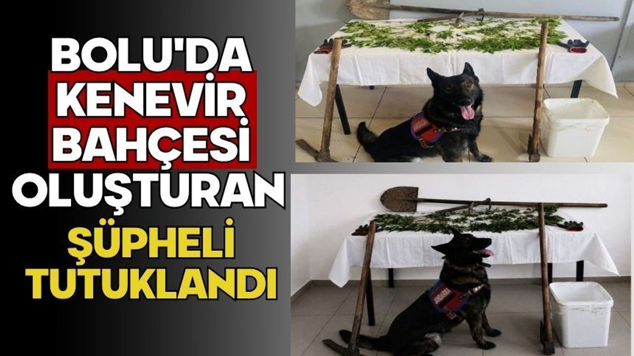 Bolu'da kenevir bahçesi oluşturan şüpheli tutuklandı