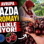 ABD ve Avrupa kirazda bu aromayı özellikle istiyor
