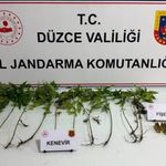 Düzce'de jandarmadan uyuşturucu operasyonu