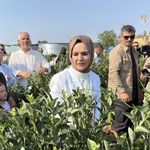 Bakan Göktaş Düzce’de yaban mersini topladı