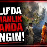 Bolu’da ormanlık alanda yangın