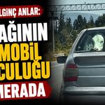Bolu’da ilginç anlar: Buzağının otomobil yolculuğu kamerada