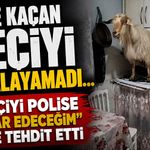 Eve kaçan keçiyi yakalayamadı..."Keçiyi polise ihbar edeceğim" diye tehdit etti