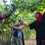 Fındık toplarken fıtık olmayın