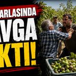 İncir tarlasında kavga çıktı