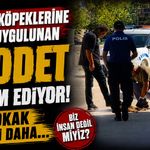 Sokak köpeklerine karşı uygulunan şiddet devam ediyor, Bir sokak köpeği daha...