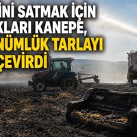 Diğer