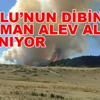 Genel