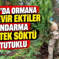 Genel