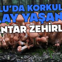 Genel