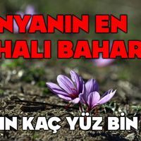 Genel
