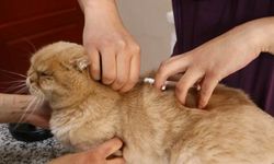 Evcil hayvanına çip taktırmayanlara ilk cezalar uygulandı
