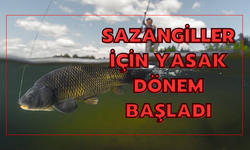 SAZANGİLLER İÇİN YASAK DÖNEM BAŞLADI