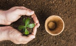Kastamonu Belediyesi ata tohumundan yetiştirilen 180 bin fide dağıttı